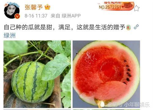 娱乐圈有什么瓜可以吃吗